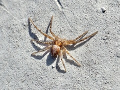 Philodromus