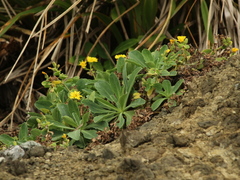 Crepidiastrum lanceolatum