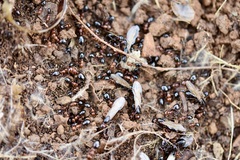 Camponotus lateralis