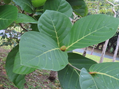 Neonauclea reticulata