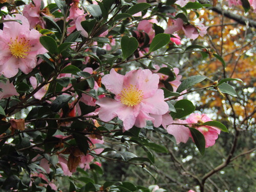 Image of Camellia sasanqua by (c) Samuele Papeschi, some rights reserved (CC BY)