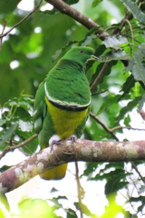 Drepanoptila holosericea