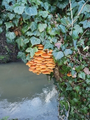 Flammulina velutipes
