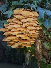 Flammulina velutipes