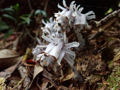 Monotropastrum humile