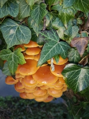 Flammulina velutipes