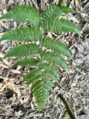 Dryopteris marginata