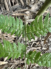 Dryopteris marginata