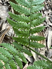 Dryopteris marginata