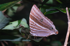 Amathusia phidippus
