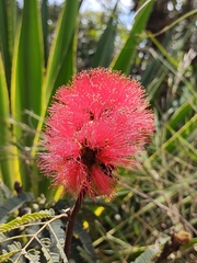 Calliandra dysantha