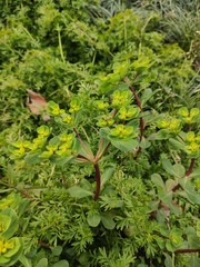 Euphorbia helioscopia