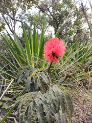 Calliandra dysantha