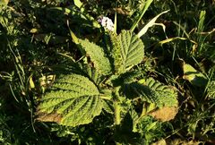 Heliotropium indicum