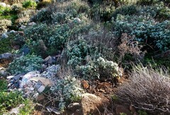 Pseudodictamnus acetabulosus