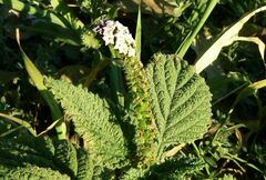 Heliotropium indicum