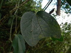 Passiflora bogotensis