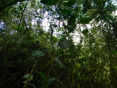 Passiflora bogotensis