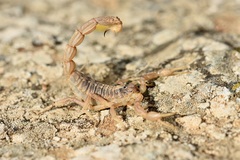 Buthus occitanus
