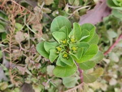 Euphorbia helioscopia