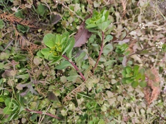 Euphorbia helioscopia