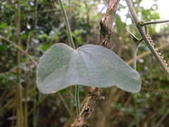 Passiflora bogotensis