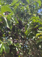 Schinus latifolia