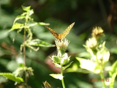 Argynnis