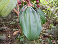 Meriania nobilis