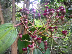Meriania nobilis