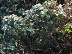 Pseudodictamnus acetabulosus