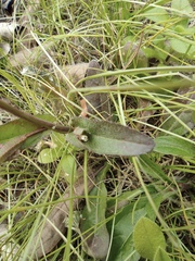 Capsella bursa-pastoris