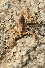Buthus occitanus