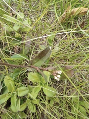 Capsella bursa-pastoris