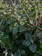 Pseudodictamnus acetabulosus