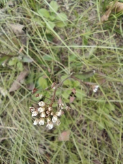 Capsella bursa-pastoris
