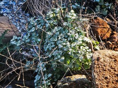 Pseudodictamnus acetabulosus