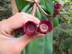 Meriania nobilis