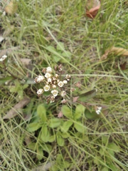 Capsella bursa-pastoris