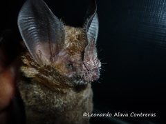 Trachops cirrhosus