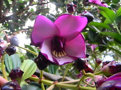 Meriania nobilis