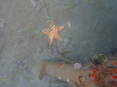 Oreaster reticulatus