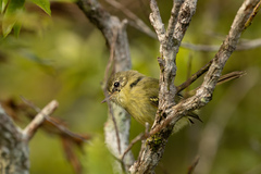 Phylloscartes ventralis