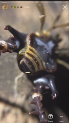 Sadocus asperatus