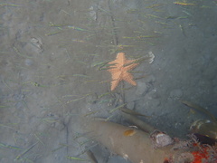 Oreaster reticulatus