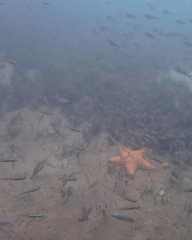 Oreaster reticulatus