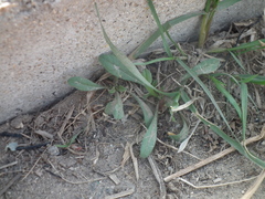 Buglossoides arvensis