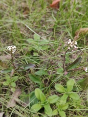 Capsella bursa-pastoris