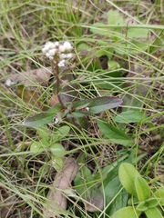 Capsella bursa-pastoris