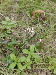 Capsella bursa-pastoris